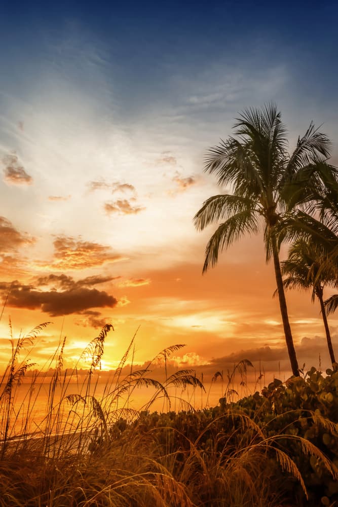 Golden Tropical Sunset by Melanie Viola — canvas wall art