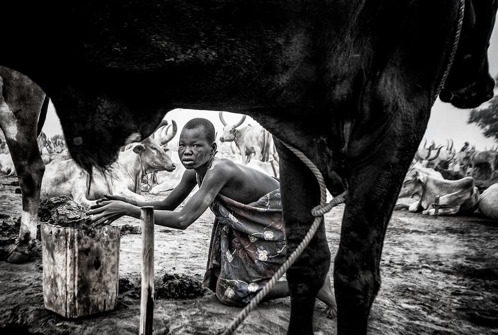 African Child and Cattle by Joxe Inazio Kuesta Garmendia — canvas wall art