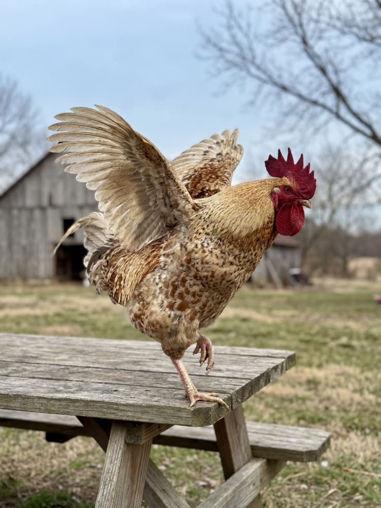 Proud Rooster Spreads Wings by Andreas Magnusson — canvas wall art