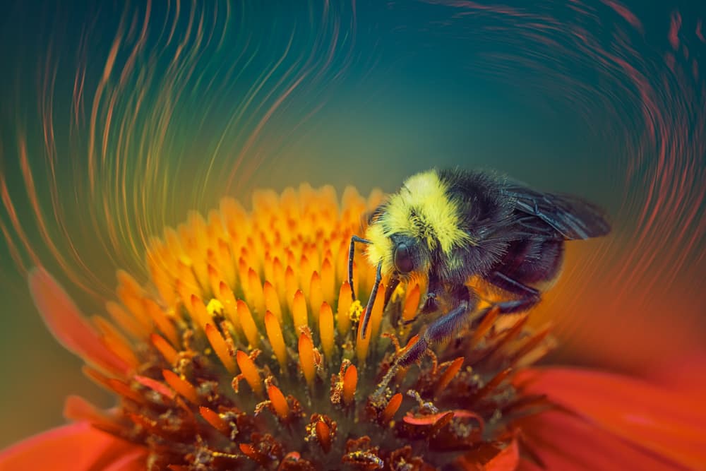 Bumblebee On Orange Flower by Lydia Jacobs — canvas wall art