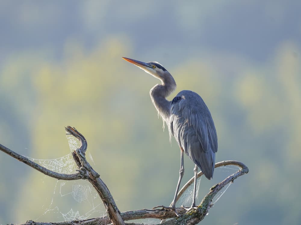 Great Blue Heron Perched by Binbin L. — canvas wall art