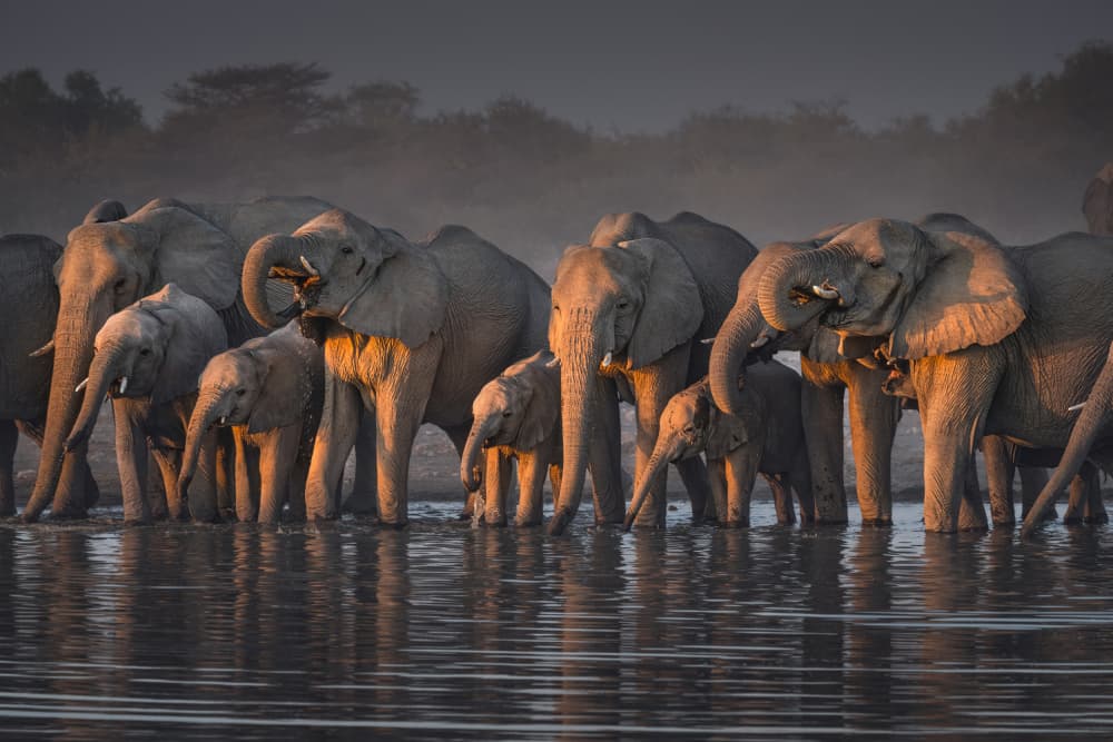 Golden Hour Elephants by Willa Wei — canvas wall art