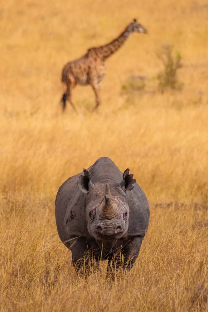Rhino In Golden Savanna by Mohammed Alnaser — canvas wall art