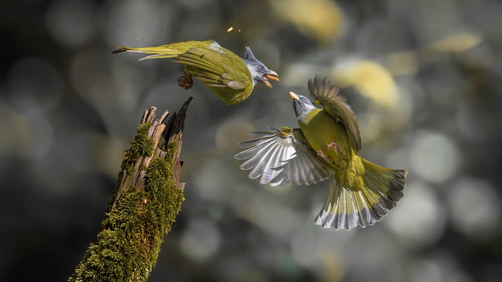 Wild Birds Clash by tianhuayu — canvas wall art