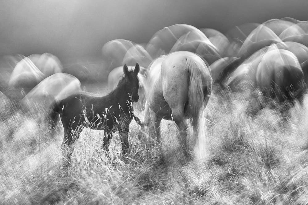 Ethereal Horses Motion by Milan Malovrh — canvas wall art