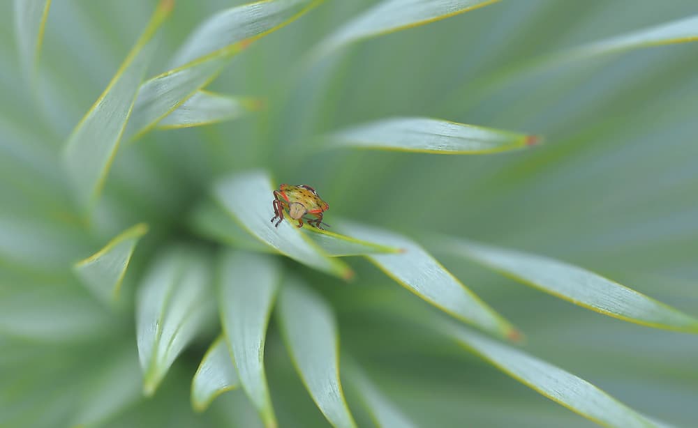 Bug on Silvery Green by Thierry Dufour — canvas wall art