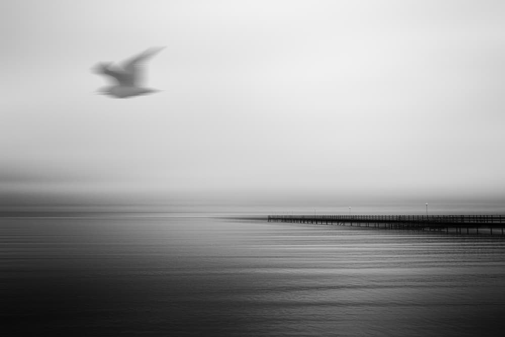Serene Pier Flying Bird by Gustav Davidsson — canvas wall art