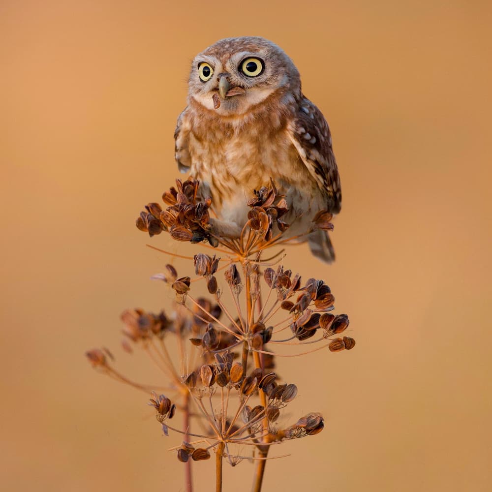 Curious Little Owl by David Manusevich — canvas wall art