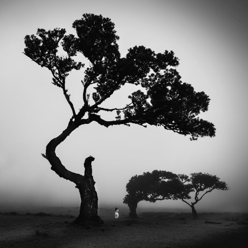 Lone Tree In Mist by Milan Uhrin AFIAP AZSF — canvas wall art