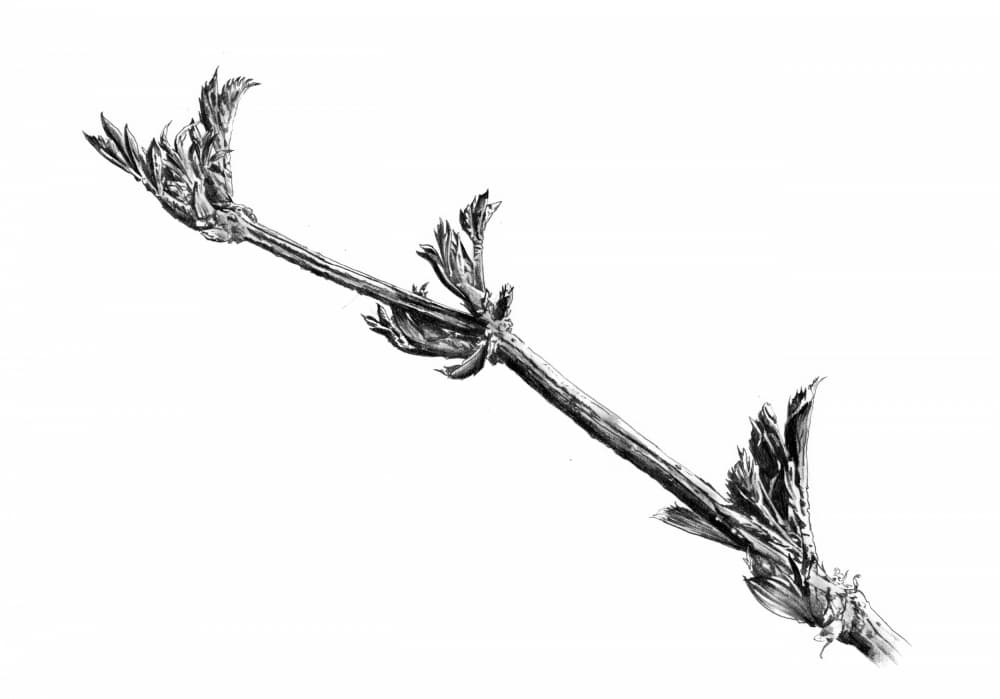Emerging Spring Branch by Kulik — canvas wall art