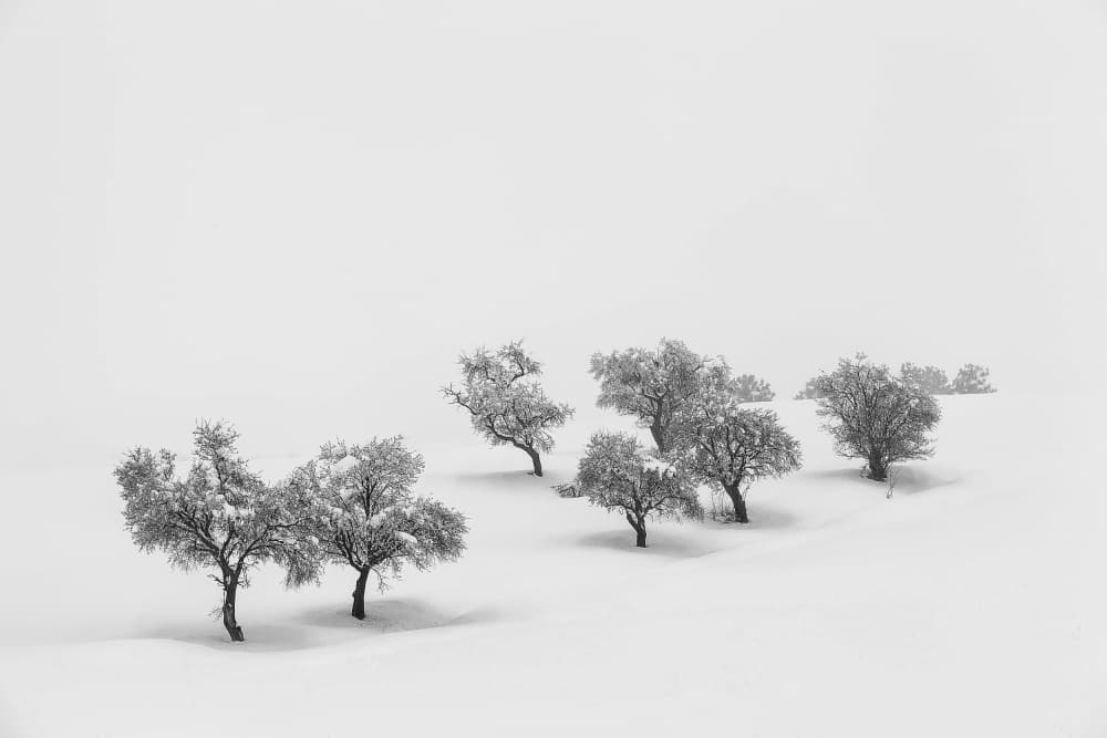 Snowy Winter Trees by Antonio Carrillo Lopez — canvas wall art