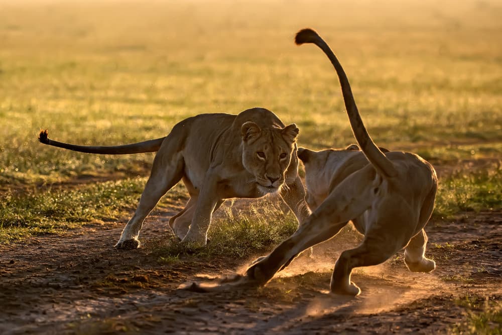 Golden Hour Lion Play by Xavier Ortega — canvas wall art