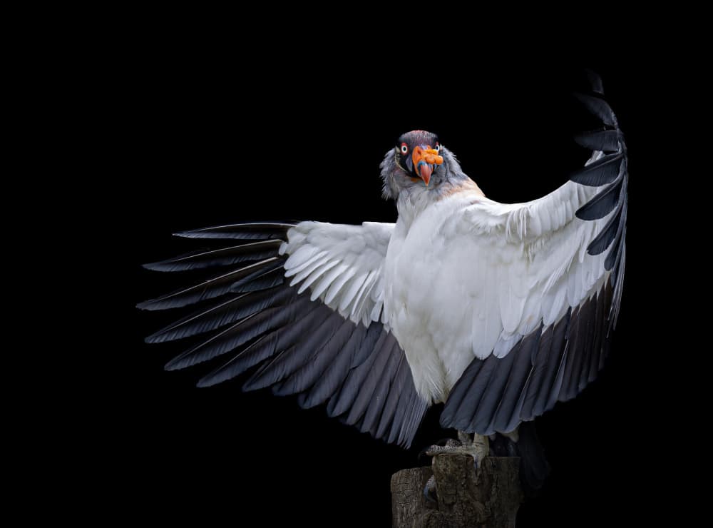 King Vulture Spreading Wings by Natascha Worseling — canvas wall art