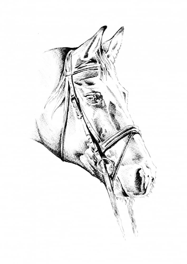 Elegant Bridled Horse by Kulik — canvas wall art