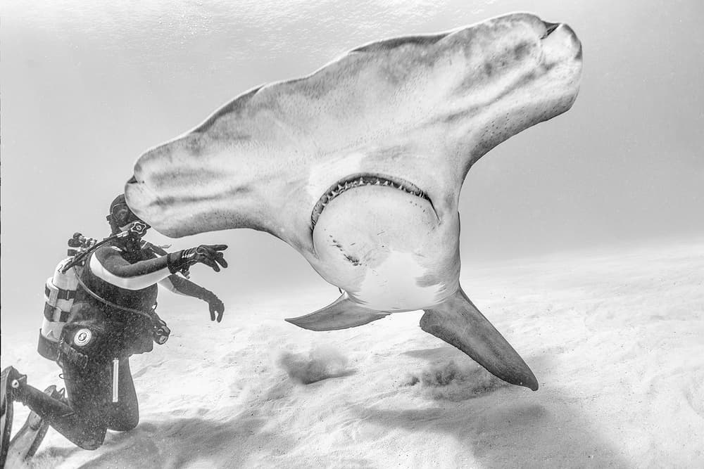 Diver and Hammerhead by Jennifer Lu — canvas wall art