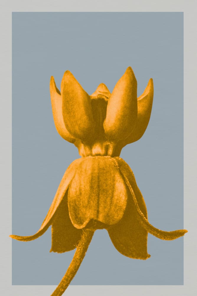 Golden Botanical Serenity by Wild Violets — canvas wall art