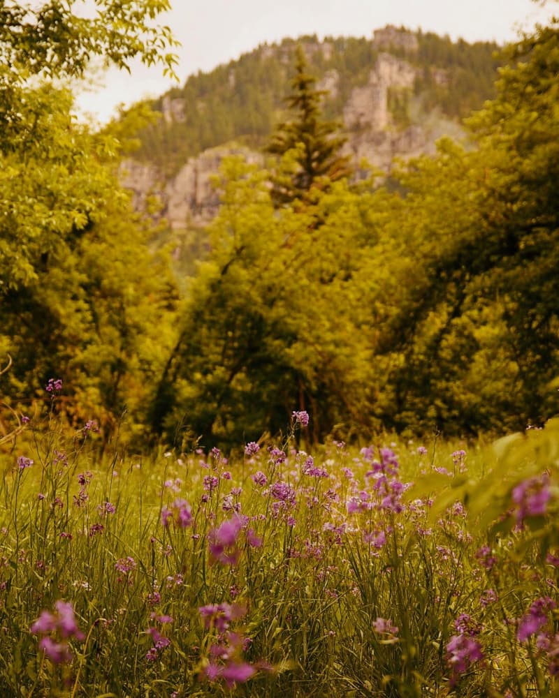 Wildflower Mountain Meadow by Del Mundo Imagery — canvas wall art