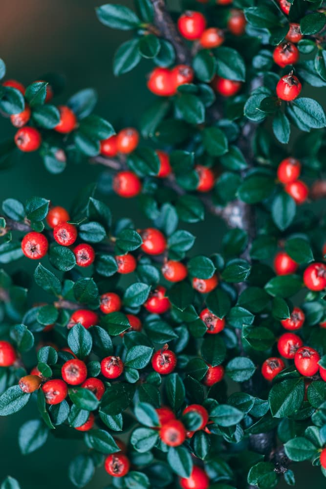 Vibrant Red Berries by Javier Pardina — canvas wall art