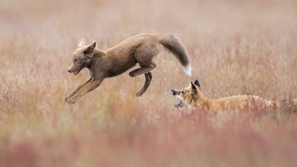 Playful Foxes Leaping by Jun Zuo — canvas wall art