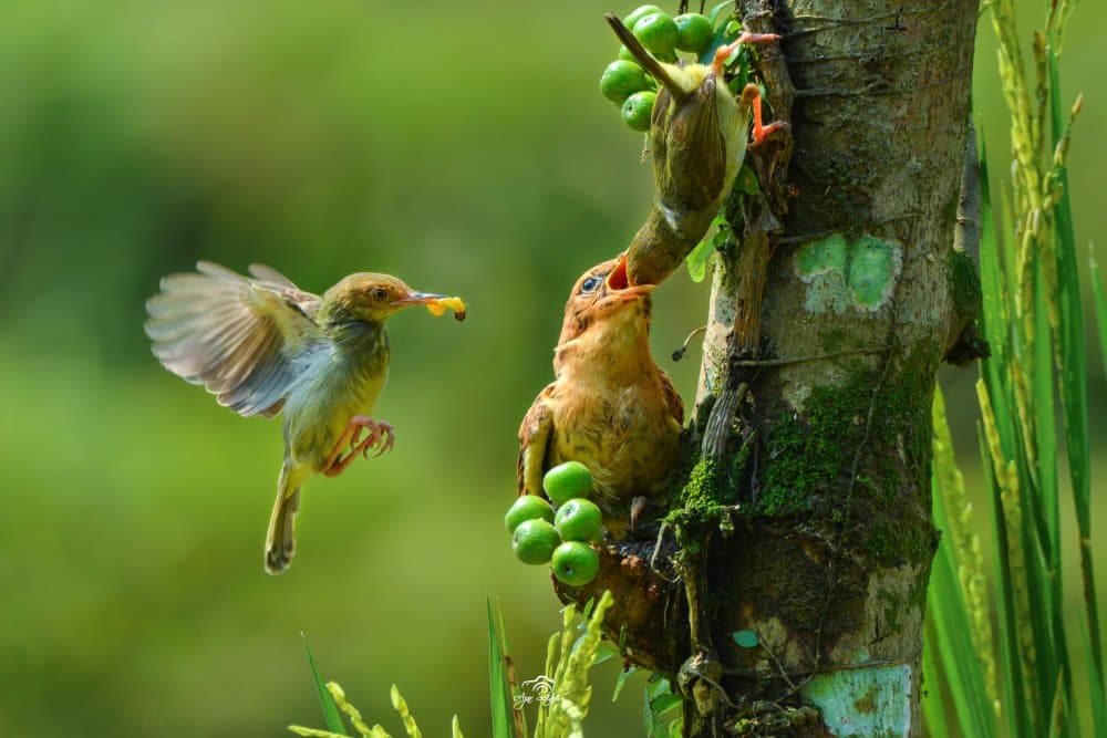 Nurturing Bird Family by Ajar Setiadi — canvas wall art