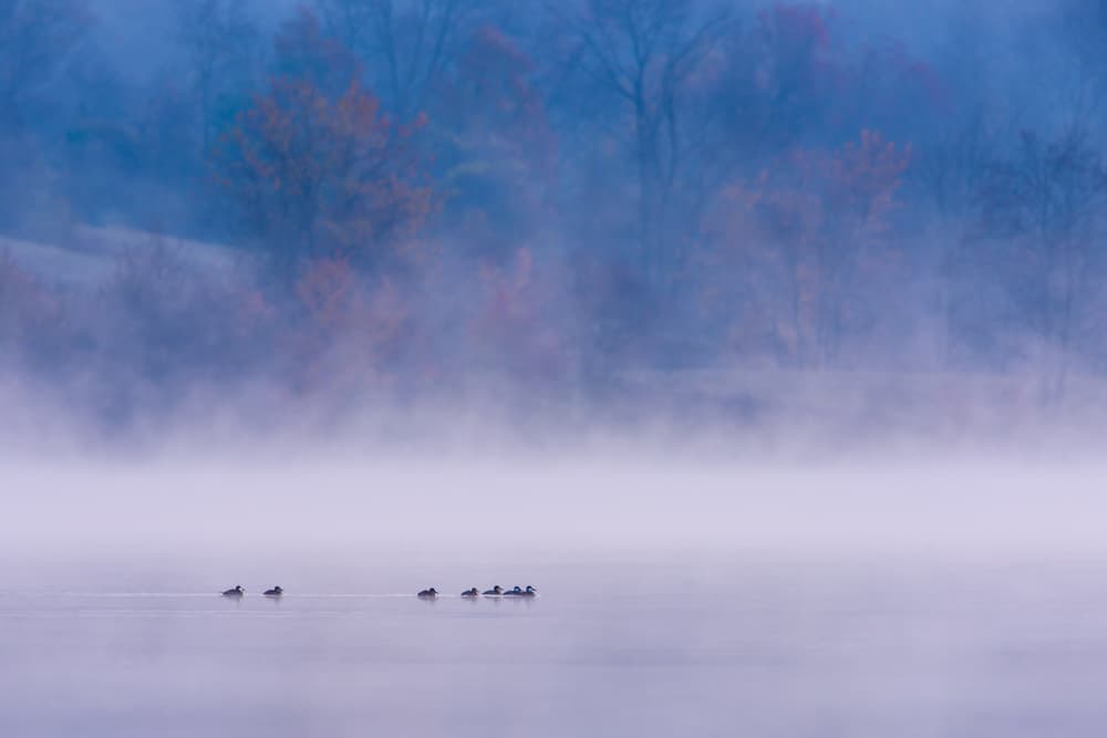 Ducks in Morning Mist by 李从军 / Austin Li — canvas wall art