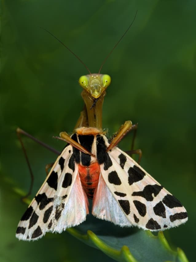 Praying Mantis Gaze by Jimmy Hoffman — canvas wall art