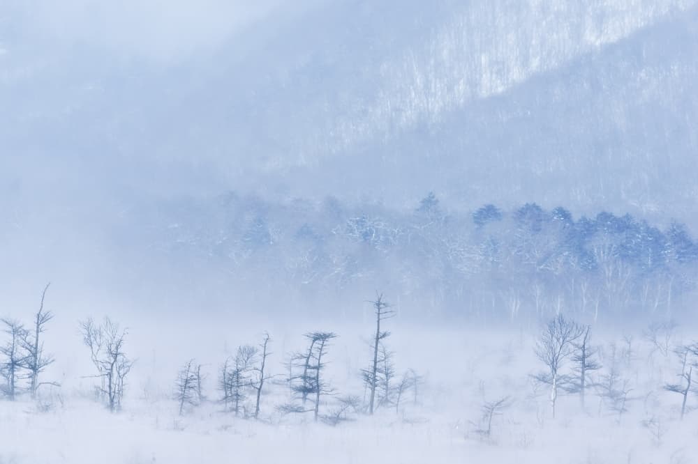 Misty Winter Forest by Kouji Tomihisa — canvas wall art
