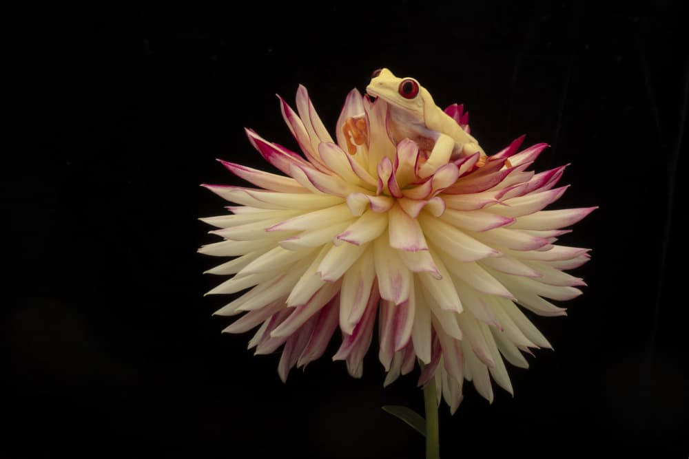 Tropical Frog on Dahlia by Linda D Lester — canvas wall art