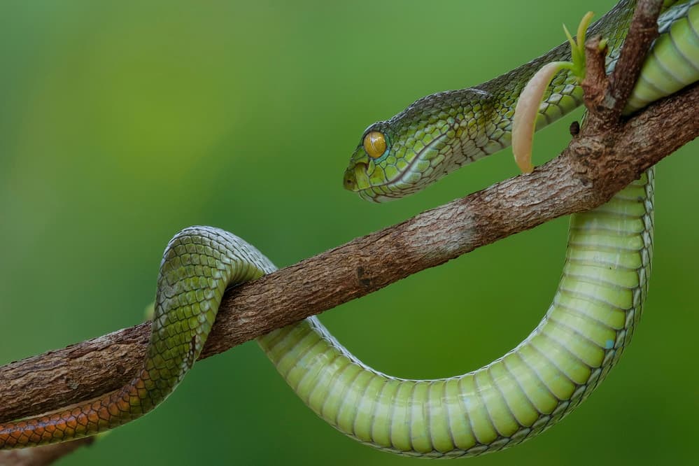 Green Tree Viper by Phat Dao Tan — canvas wall art