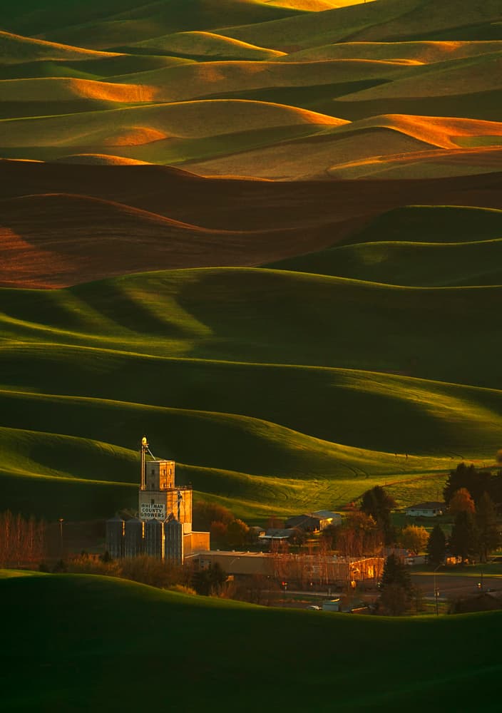 Golden Hour Rolling Hills by Lydia Jacobs — canvas wall art
