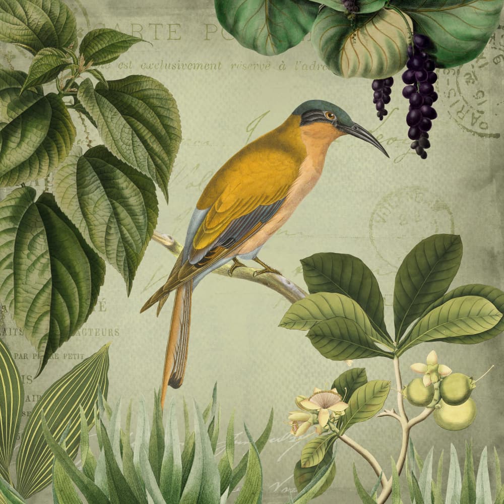 Vintage Tropical Bird by Andrea Haase — canvas wall art