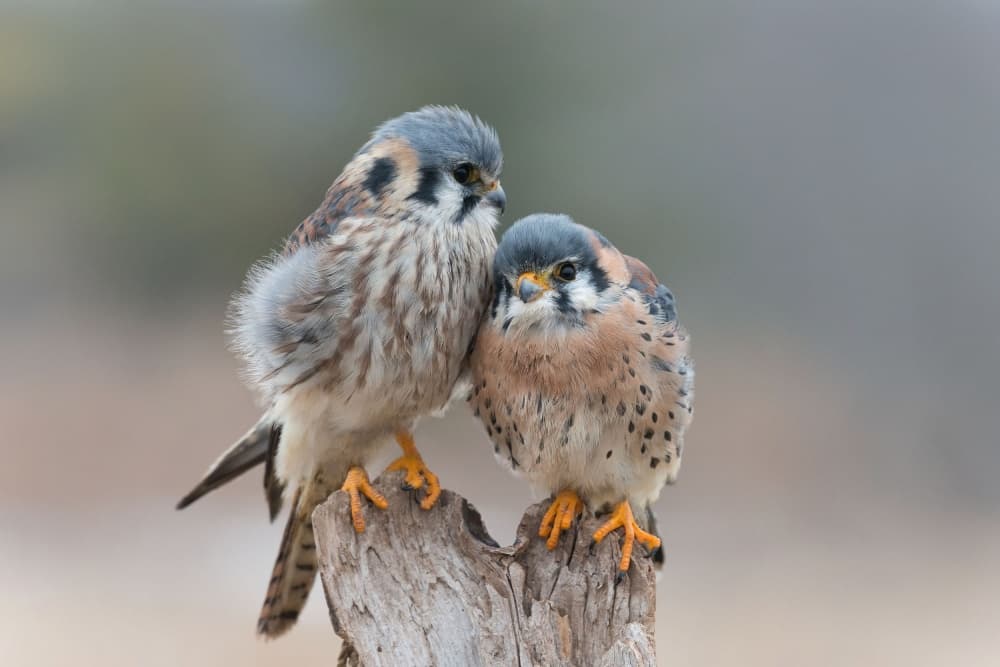 Two Kestrels Perched by Nick Kalathas — canvas wall art