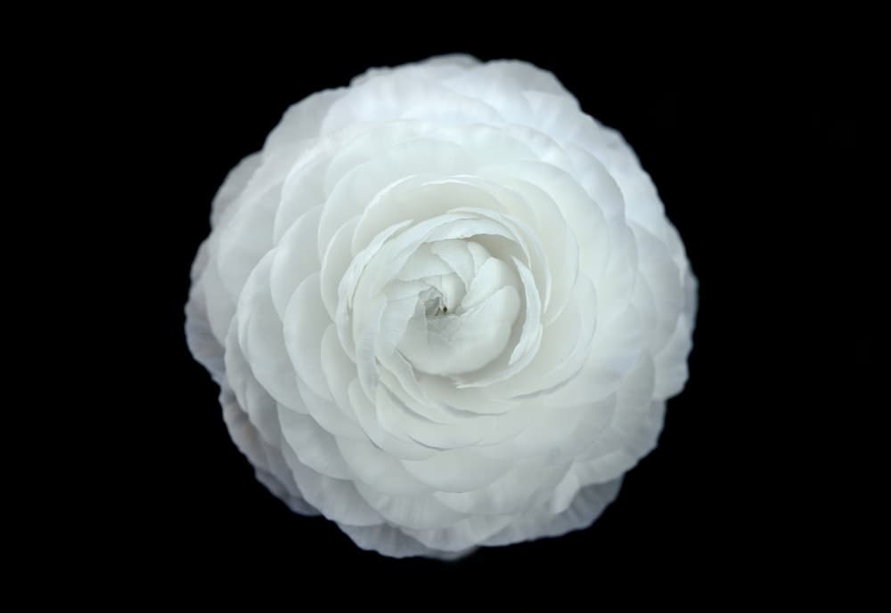 Graceful White Petals by Lotte Grønkjær — canvas wall art
