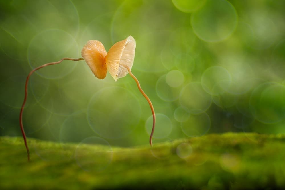 Mushroom Love Embrace by Hendy Mp — canvas wall art