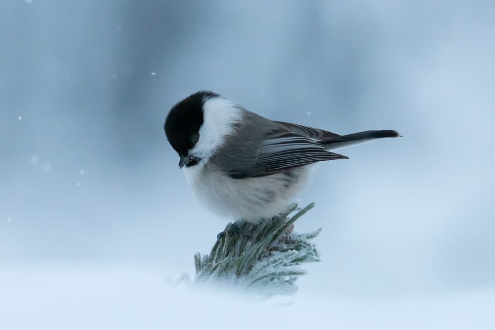 Peaceful Winter Bird by Erik Engström — canvas wall art