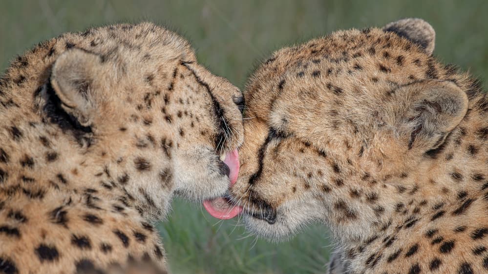 Cheetah Love Moment by Jennifer Lu — canvas wall art