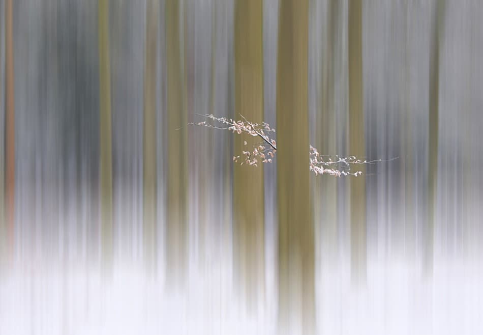 Abstract Winter Forest by Huib Limberg — canvas wall art