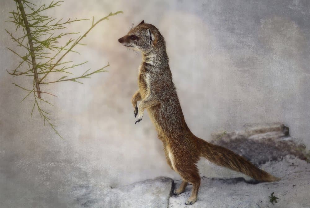Alert Mongoose Standing by Anna Cseresnjes — canvas wall art