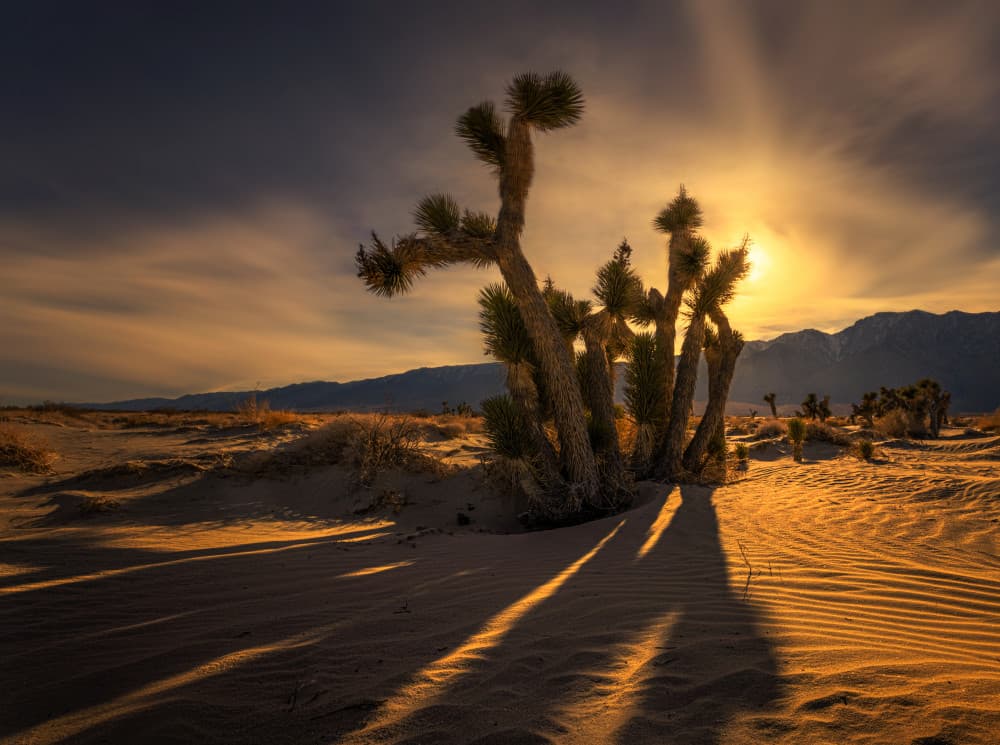 Joshua Tree Golden Hour by Ruiqing P. — canvas wall art