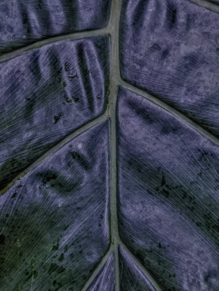 Deep Purple Leaf by Elizabeth Allen — canvas wall art