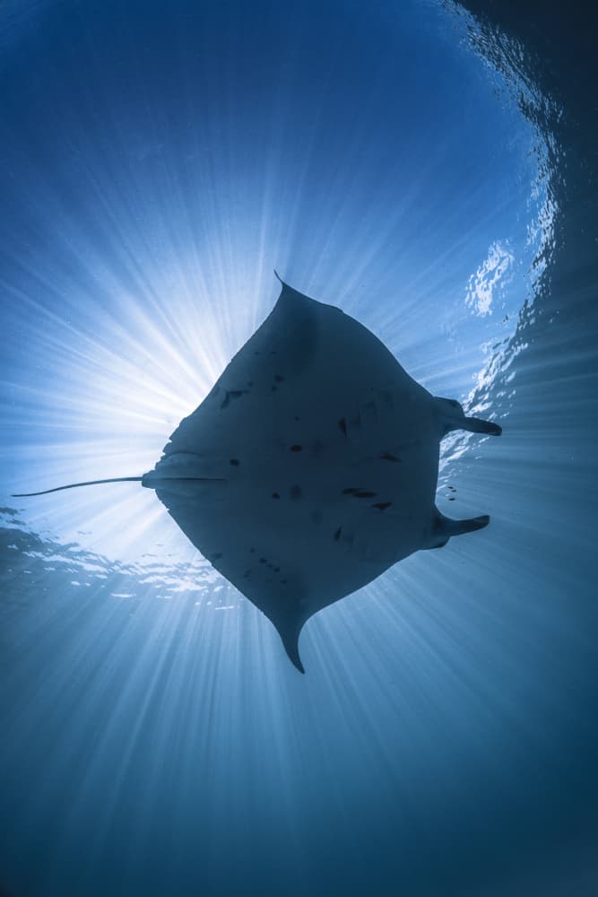 Manta Ray Ocean Light by Barathieu Gabriel — canvas wall art