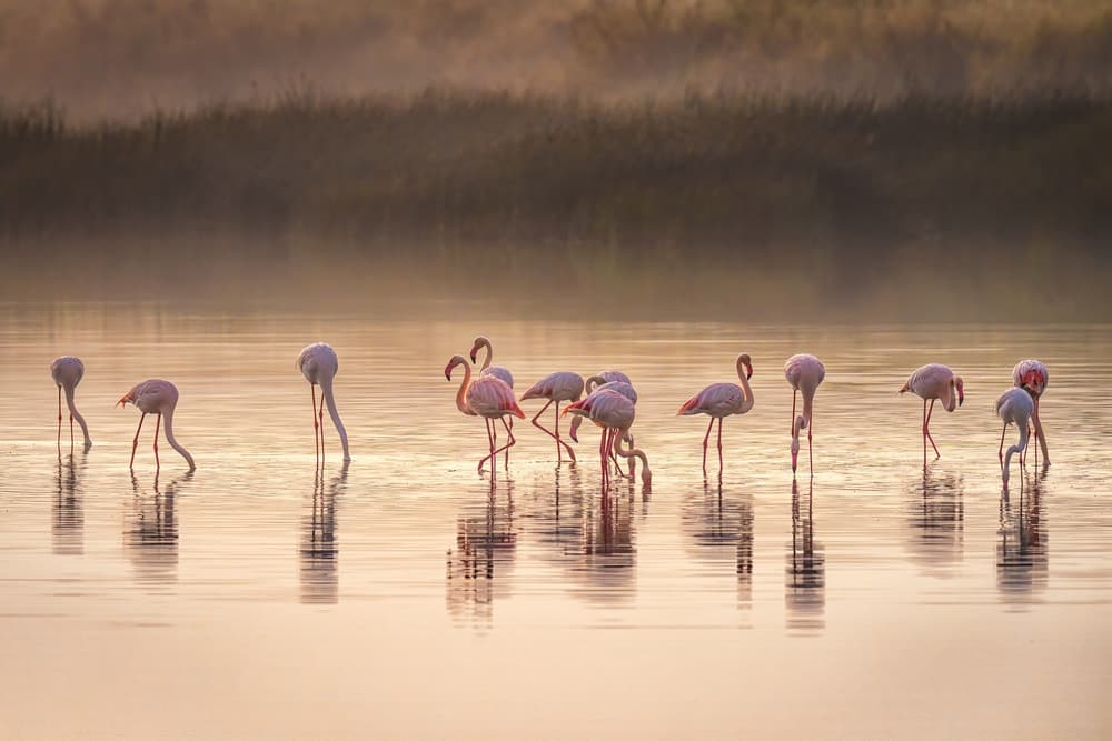 Misty Flamingo Reflections by Jeffrey C. Sink — canvas wall art