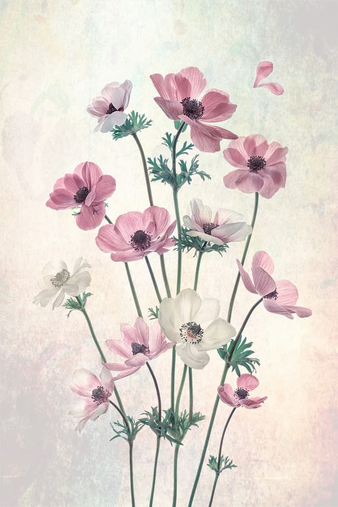 Pretty Dancing Poppies by Lydia Jacobs — canvas wall art