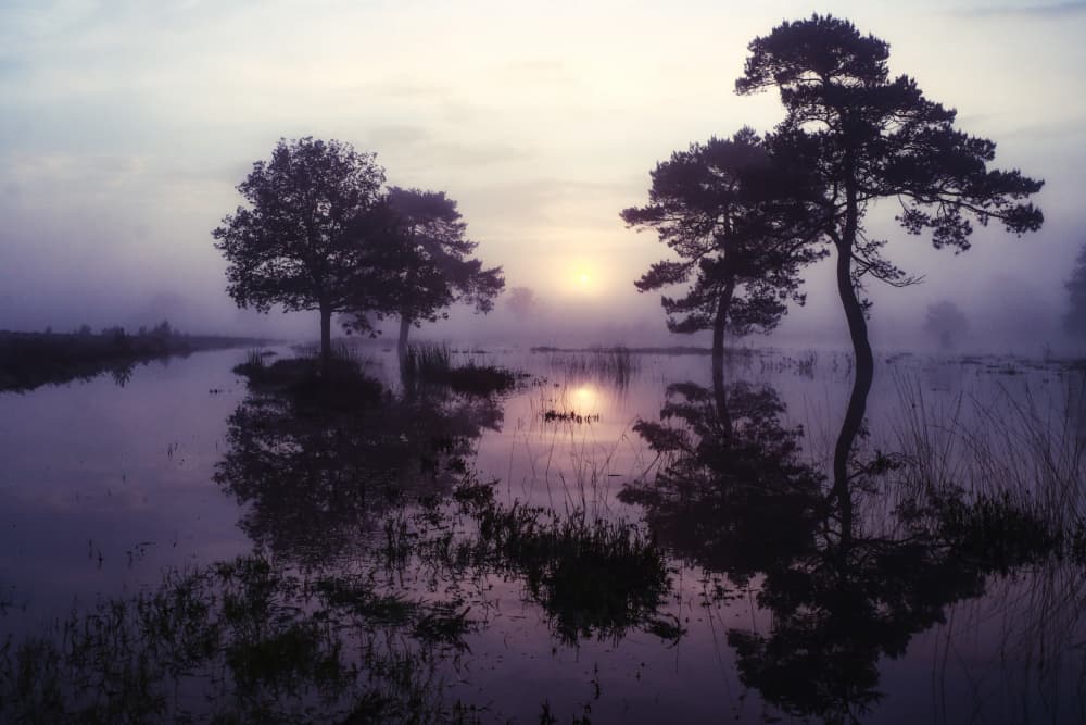 Misty Wetland Sunrise by Hilda van der Lee — canvas wall art