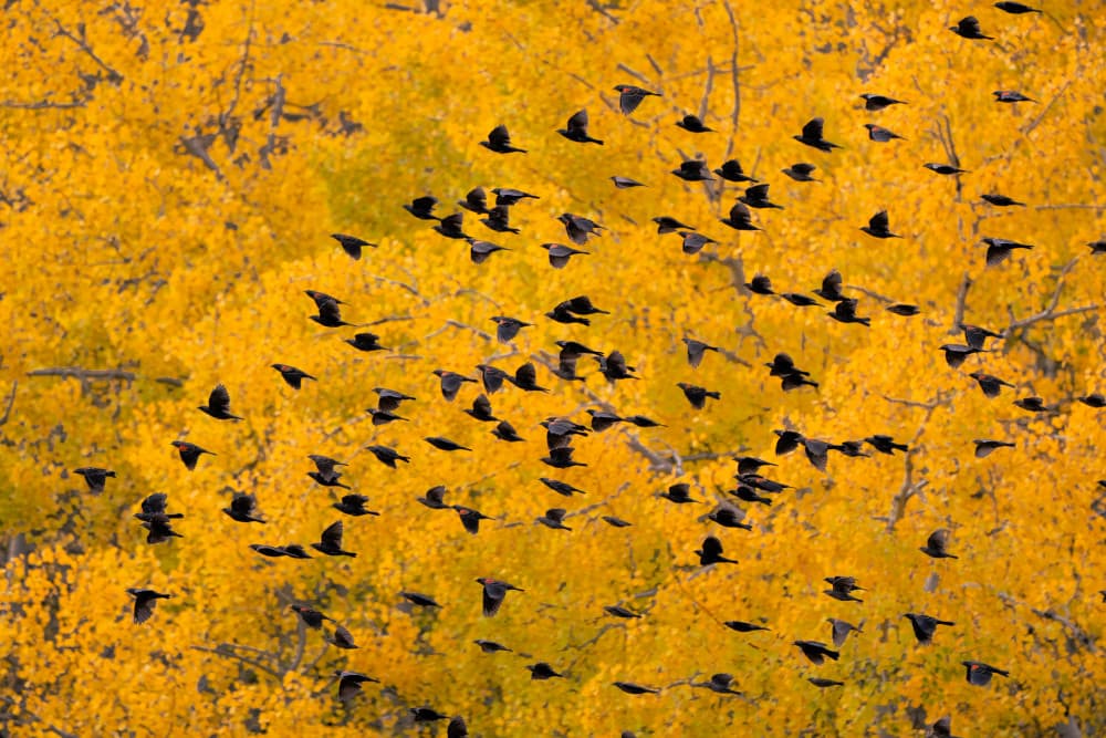 Golden Fall Birds by John Fan — canvas wall art