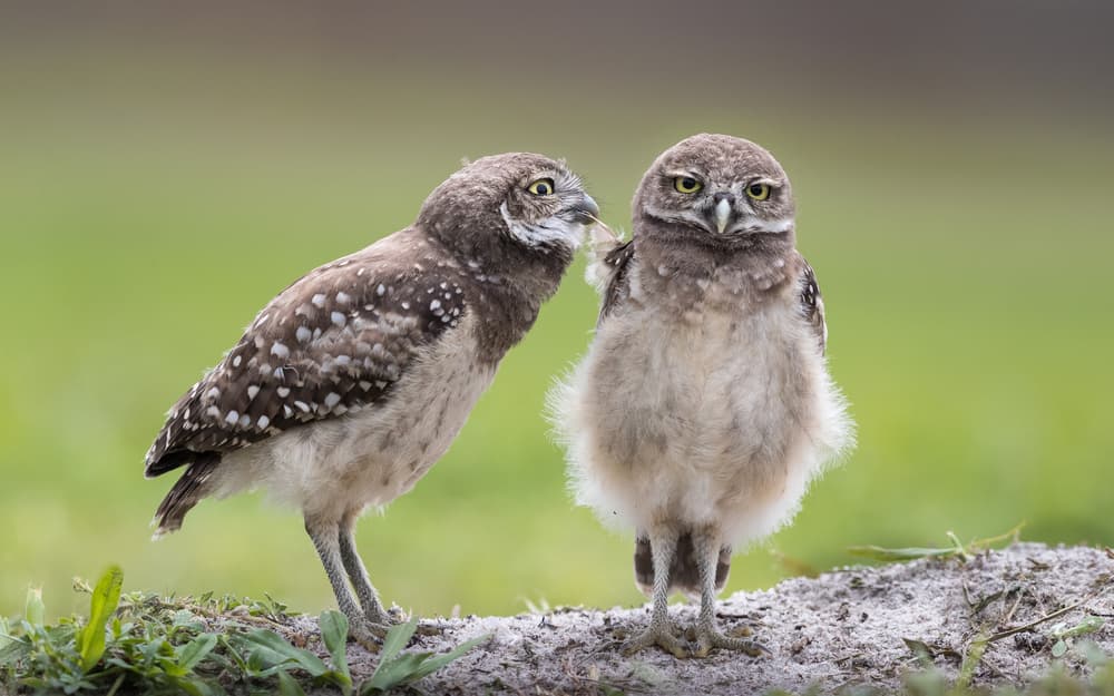 Young Burrowing Owls by Greg Barsh — canvas wall art