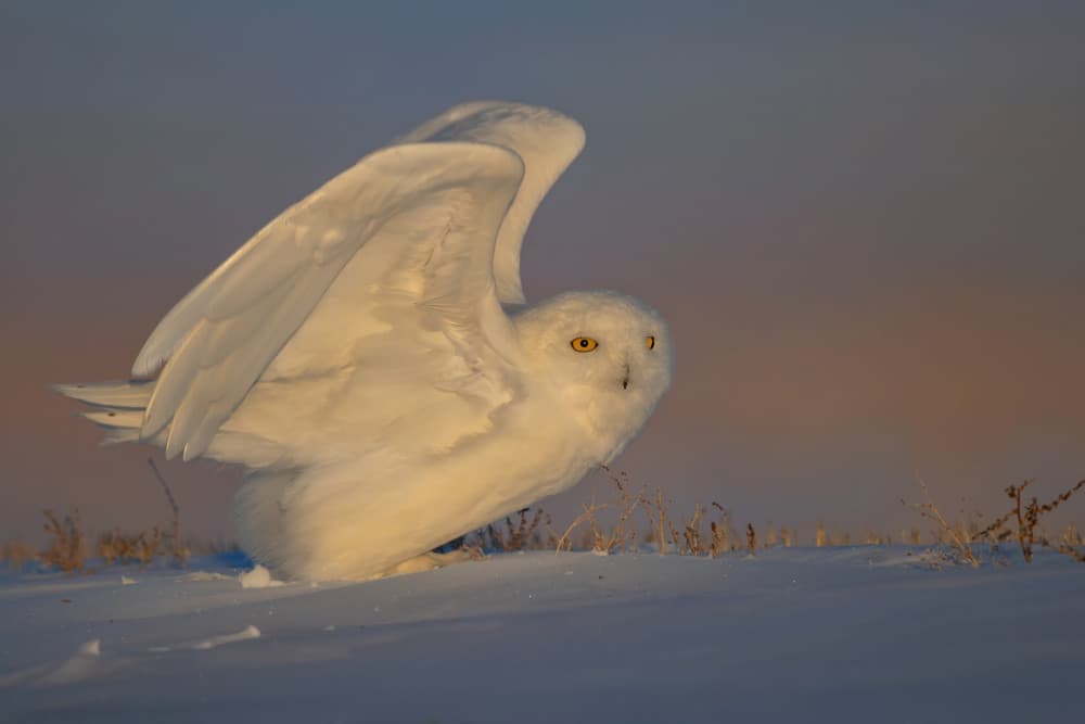 Snowy Owl Golden Hour by Jun Zuo — canvas wall art