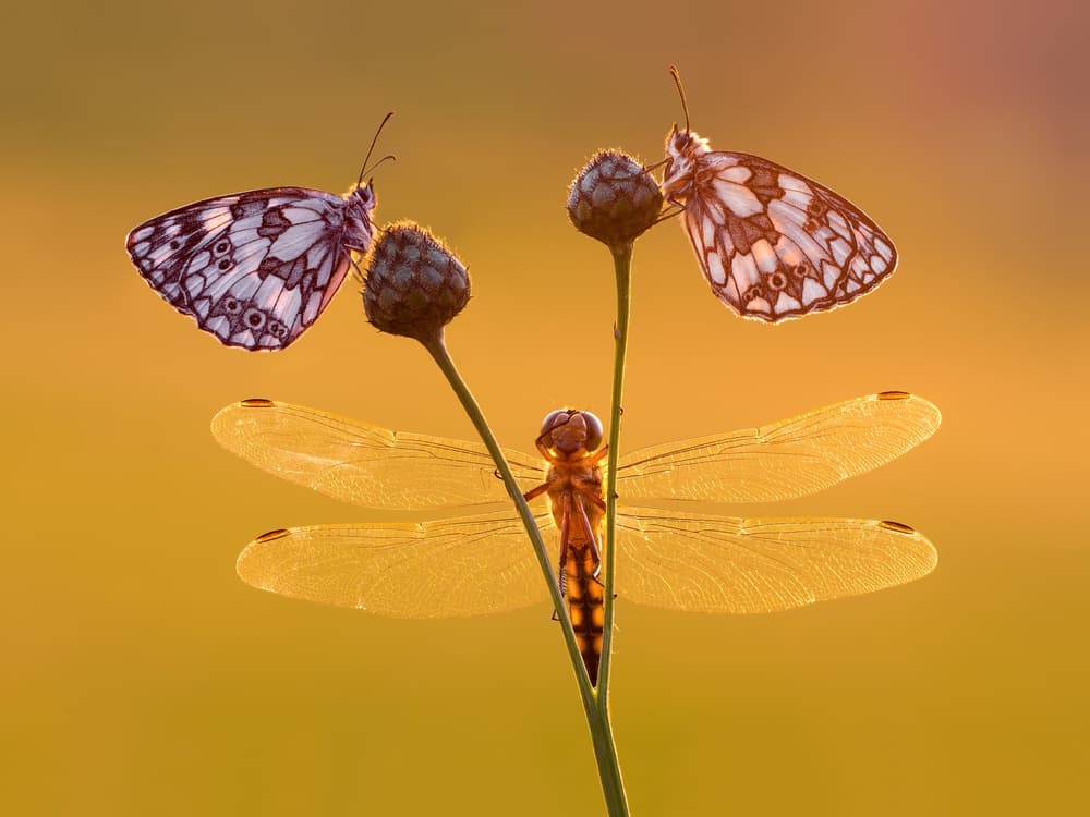 Butterflies Dragonfly Golden Glow by Petar Sabol — canvas wall art