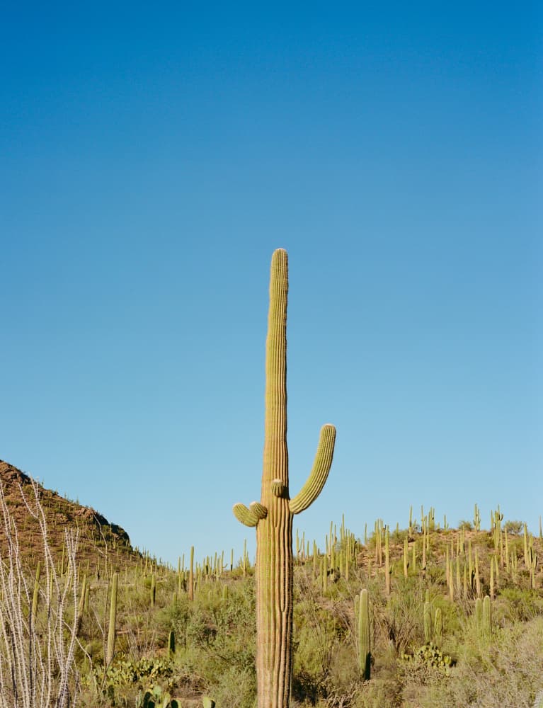 Majestic Saguaro Desert by Bethany Young — canvas wall art