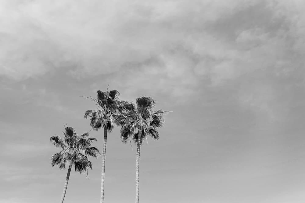 Three Palms In Sky by Amanda Abel — canvas wall art